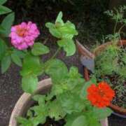 ヒメ日記 2025/07/01 23:54 投稿 みつ 即アポ奥さん ～津・松阪店～