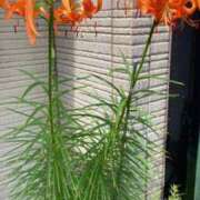 ヒメ日記 2025/07/02 17:24 投稿 みつ 即アポ奥さん ～津・松阪店～