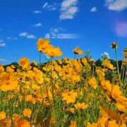 ヒメ日記 2025/09/14 17:55 投稿 みつ 即アポ奥さん ～津・松阪店～