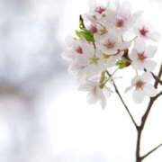 ヒメ日記 2025/04/21 23:20 投稿 マオ 西川口ハートショコラ（シンデレラグループ）