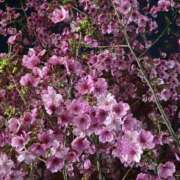 ヒメ日記 2025/04/01 23:15 投稿 高梨　真南 プルプル人妻専門店