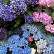 ヒメ日記 2025/06/02 22:45 投稿 高梨　真南 プルプル人妻専門店