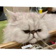 ヒメ日記 2025/12/10 21:32 投稿 みりあ 素人妻御奉仕倶楽部Hip's西川口店