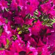 ヒメ日記 2025/05/01 21:46 投稿 挟まれるしかないでしょ？『ぷー』 ESSENCE