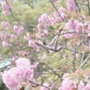 ヒメ日記 2025/04/17 17:37 投稿 りあ Cocoon(コクーン)