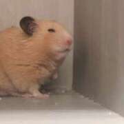 ヒメ日記 2025/05/09 16:37 投稿 りあ Cocoon(コクーン)