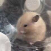 ヒメ日記 2025/05/20 18:37 投稿 りあ Cocoon(コクーン)