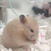 ヒメ日記 2025/05/27 18:47 投稿 りあ Cocoon(コクーン)