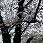 ヒメ日記 2025/04/01 22:16 投稿 まゆみ club さくら日本橋店