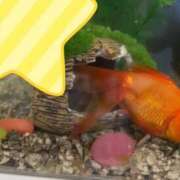 ヒメ日記 2025/07/17 22:46 投稿 まゆみ club さくら日本橋店