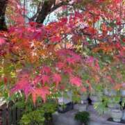 ヒメ日記 2024/12/08 22:06 投稿 あんず ニュー不夜城