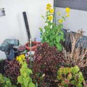 ヒメ日記 2025/01/29 10:47 投稿 あさみ 夫を卒業する人妻たち