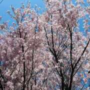 ヒメ日記 2025/04/05 13:47 投稿 りこ ごほうびSPA仙台店