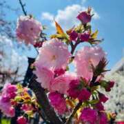 ヒメ日記 2025/04/09 11:57 投稿 りこ ごほうびSPA仙台店