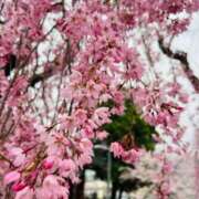 ヒメ日記 2025/04/19 23:27 投稿 りこ ごほうびSPA仙台店