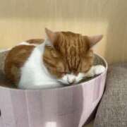 ヒメ日記 2025/06/19 09:52 投稿 ゆあん 熟女の風俗最終章 宇都宮店