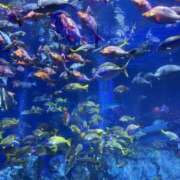 ヒメ日記 2025/09/13 19:02 投稿 ゆあん 熟女の風俗最終章 宇都宮店