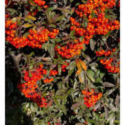 ヒメ日記 2025/01/11 09:30 投稿 ミヒロ オトナのマル秘最前線!!