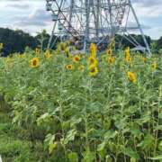 ヒメ日記 2025/08/14 17:02 投稿 杉田　かえで かしわ回春エステ