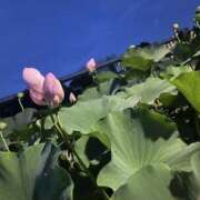 ヒメ日記 2026/03/28 10:49 投稿 ほの 千葉中央人妻援護会