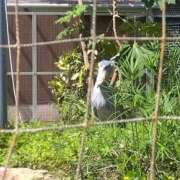 ヒメ日記 2025/10/07 18:34 投稿 さなえ あなたの全てを包み込む　優しいひとづま