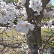 ヒメ日記 2026/04/08 12:00 投稿 さなえ あなたの全てを包み込む　優しいひとづま