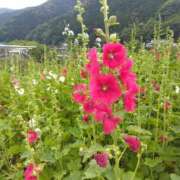 ヒメ日記 2026/06/04 18:48 投稿 さなえ あなたの全てを包み込む　優しいひとづま