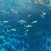 ヒメ日記 2025/04/18 07:36 投稿 七島 あかり 夜這い専門 発情する奥様たち梅田店