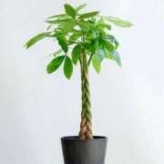 ヒメ日記 2025/06/12 20:36 投稿 七島 あかり 夜這い専門 発情する奥様たち梅田店