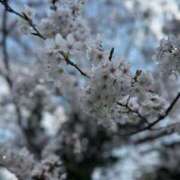 ヒメ日記 2025/04/03 20:27 投稿 れいか エンブレイス　ダイヤモンド