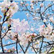 ヒメ日記 2025/04/05 12:27 投稿 しゅう マダム可憐