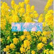 ヒメ日記 2025/04/06 12:42 投稿 しゅう マダム可憐