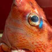 ヒメ日記 2025/08/15 16:06 投稿 まりん 三浦屋別館