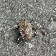 ヒメ日記 2025/10/12 12:28 投稿 まりん 三浦屋別館