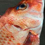 ヒメ日記 2025/10/25 21:16 投稿 まりん 三浦屋別館