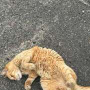 まりん シャー！ 三浦屋別館