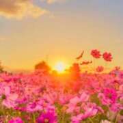 ヒメ日記 2026/04/15 08:52 投稿 れみ 即アポマダム～名古屋店～