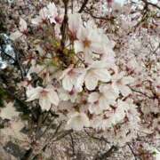 ヒメ日記 2025/04/11 15:49 投稿 猫夢(ねむ)♡愛嬌抜群！美の女神 美魔女コレクション