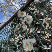 ヒメ日記 2025/03/18 15:08 投稿 みらい 素人系イメージSOAP彼女感大宮館