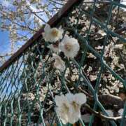 ヒメ日記 2025/04/08 14:34 投稿 みらい 素人系イメージSOAP彼女感大宮館