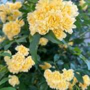 ヒメ日記 2025/05/08 00:17 投稿 みらい 素人系イメージSOAP彼女感大宮館