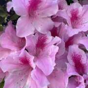 ヒメ日記 2025/05/12 21:05 投稿 みらい 素人系イメージSOAP彼女感大宮館