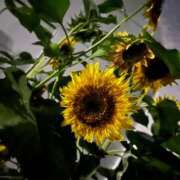 ヒメ日記 2025/07/04 01:41 投稿 みらい 素人系イメージSOAP彼女感大宮館