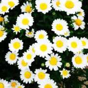 ヒメ日記 2025/07/24 16:01 投稿 みらい 素人系イメージSOAP彼女感大宮館