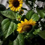 ヒメ日記 2025/07/31 23:48 投稿 みらい 素人系イメージSOAP彼女感大宮館