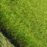 ヒメ日記 2025/08/31 20:35 投稿 みらい 素人系イメージSOAP彼女感大宮館