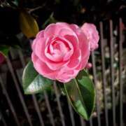 ヒメ日記 2026/03/16 00:09 投稿 みらい 素人系イメージSOAP彼女感大宮館