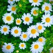 ヒメ日記 2026/04/13 23:44 投稿 みらい 素人系イメージSOAP彼女感大宮館