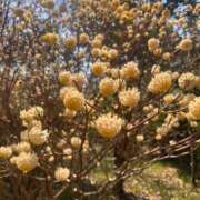 ヒメ日記 2026/04/15 23:30 投稿 みらい 素人系イメージSOAP彼女感大宮館