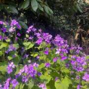 みらい あした！ 素人系イメージSOAP彼女感大宮館